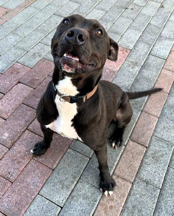 MAX GIOVANE PIT Foto 2